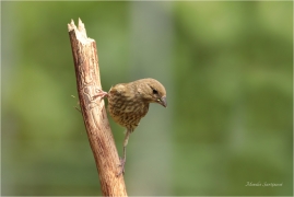 <p>ZVONEK ZELENÝ (Carduelis chloris) ---- /European greenfinch - Grünfink/</p>